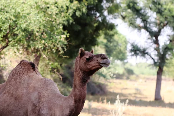 Közelkép Camel Áll Területen India — Stock Fotó