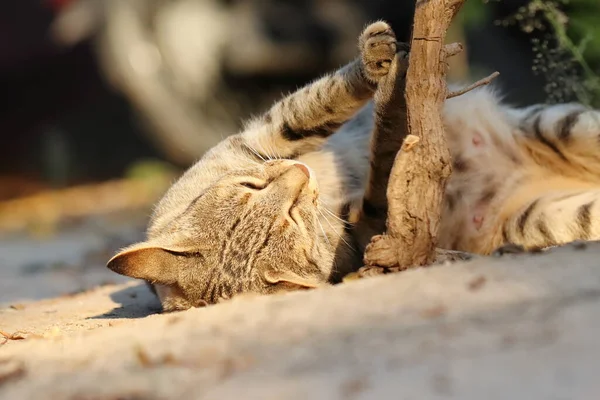 Foto Close Seekor Kucing Tabby Tergeletak Bawah Tanaman Dengan Cara — Stok Foto