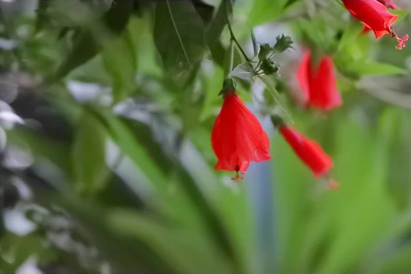 Γκρο Πλαν Φωτογραφία Του Κόκκινου Λουλουδιού Του Ιβίσκου Που Ανθίζει — Φωτογραφία Αρχείου