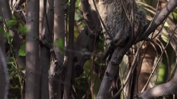 Imágenes Cerca Gatito Jugando Una Rama Árbol — Vídeo de stock