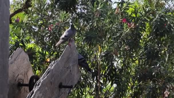 Närbild Duvfågeln Som Sitter Klippan India — Stockvideo
