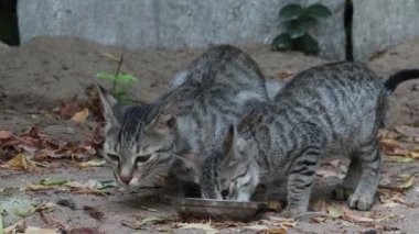 Bir kedi ve kedinin kasede yemek yerken çekilmiş yakın çekim görüntüleri.