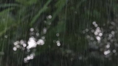 Kasırga ve yağmur ormanlarının bulanık arka planına sahip kuvvetli rüzgâr nedeniyle yağmur suyu akarken yakın çekim görüntüleri