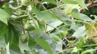 Hindistan 'daki pamuk tarlasında çiçek ve meyvelerle dolu pamuk tarlasının yakın çekim görüntüleri.