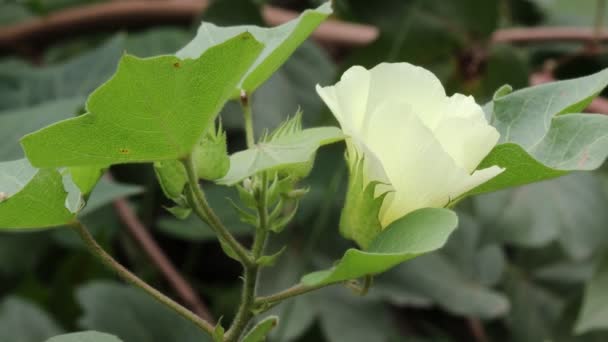 Κοντινό Πλάνο Βαμβακερά Λουλούδια Ανθίζουν Βαμβακερό Φυτό Βαμβακερό Χωράφι Ινδία — Αρχείο Βίντεο