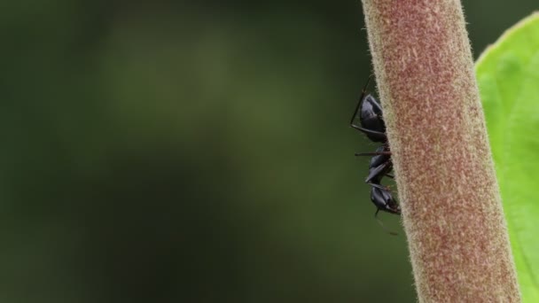 Close Macro Footage Large Black Carpenter Ants Tree Branch Defocused — Vídeos de Stock