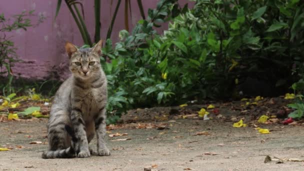 Close Footage Domestic Cat Sitting Garden — ストック動画