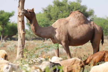 Hindistan 'da evcil koyunlar ve keçilerle dikilen bir deve hayvanının yakın plan fotoğrafı.