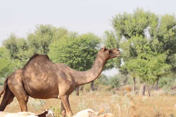 Close Photo Large Size Domestic Camel Walking Field India — Foto Stock