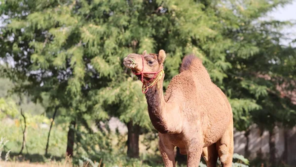 Close Photo Large Size Pet Camel Standing Field India — Stock Fotó