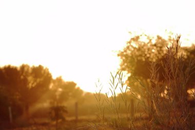 Hardal hasadı ve Hindistan 'da odaklanmış günbatımı arkaplanı