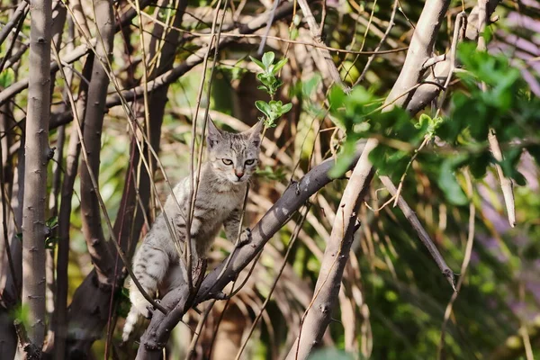 Close Photo Little Tabby Kitten Climbing Tree — Fotografia de Stock