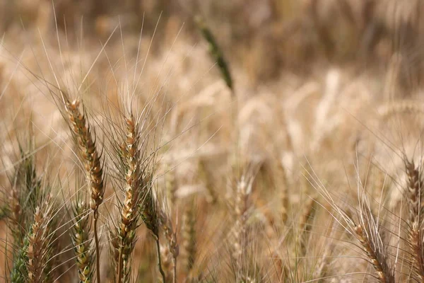 Крупним Планом Фонове Фото Стиглої Пшеничної Культури Полі Індія — стокове фото
