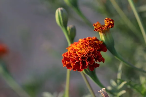 Close Photo Saffron Marigold Flowers Bloom Garden India — Stock Fotó