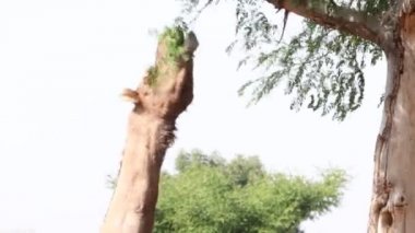 Hindistan 'da bir ağaç dalından kesilmiş yaprak yiyen bir devenin yakın çekim görüntüleri.