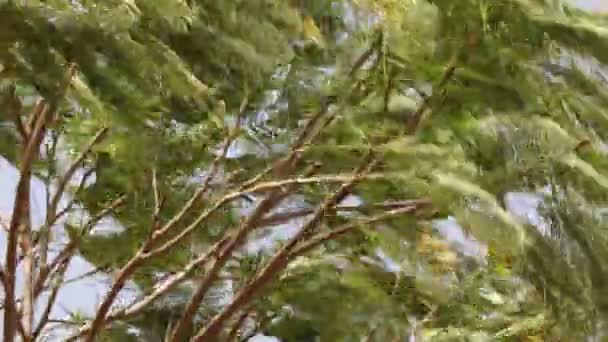 Close Footage Tree Branches Shaken Strong Wind — Vídeo de Stock