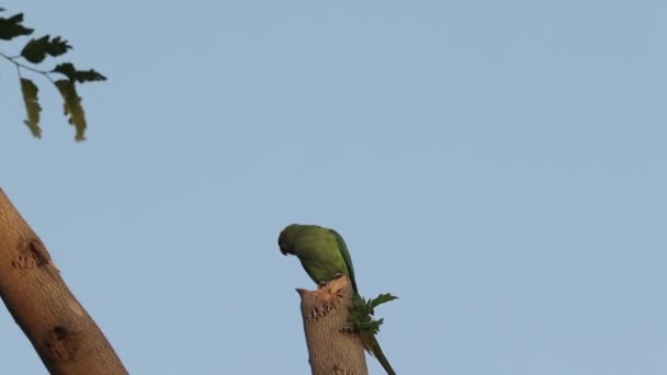 Videofilmer Grön Indisk Papegoja Rose Ringed Parakeet Sittande Ett Träd — Stockvideo