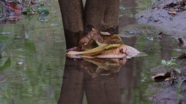 Close-up footage video of Water flowing around the trunk of a tree
