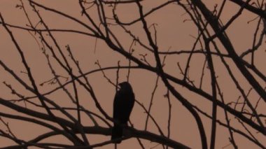 Close-up footage video of A black crow sitting on a tree branch in the evening night , india