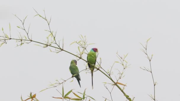 Close Footage Video Plum Headed Parakeet Parrot Couple Sitting Tree — Stockvideo