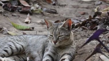 Close-up footage of A cat lying on the ground