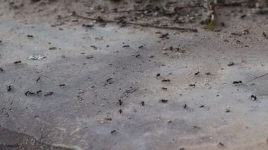 Close-up footage of Ants go from one place to another