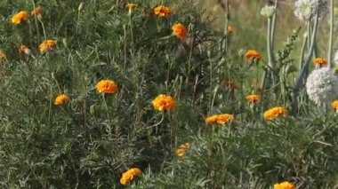 Close up footage of Marigold flower blooms in the garden