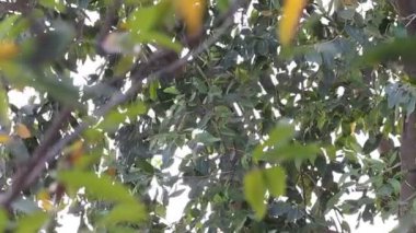 Close up footage of Background of green leaves of trees moving with air
