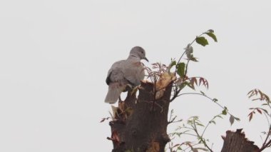 Close up footage of white dove sitting on the tree branch
