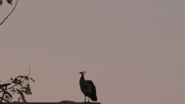 Close up footage of peahen rests at sunrise in the morning
