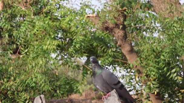 Close Footage Pigeon Relaxed Nature — Stock Video