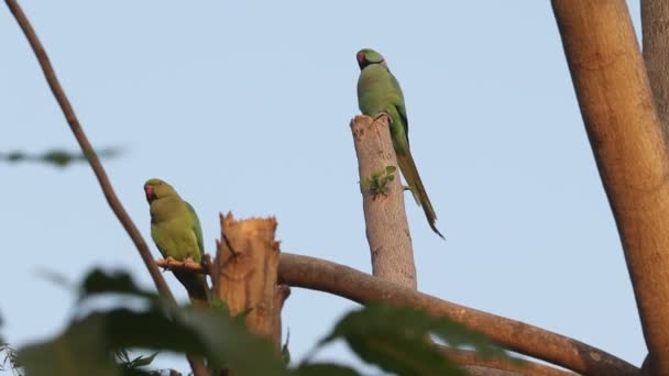 Close Footage Indian Rose Ringed Parakeet Parrot Sitting Tree Branch — Stockvideo