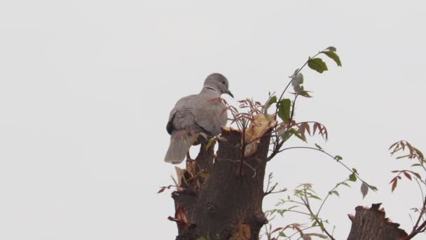 Close Footage White Dove Sitting Tree Branch — Stockvideo
