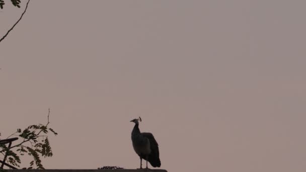 Close Footage Peahen Rests Sunrise Morning — Video