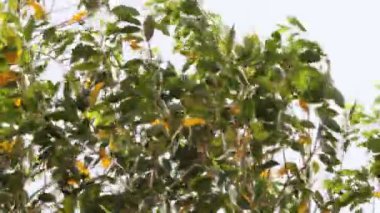 closeup footage of  Tree leaves move with a strong wind