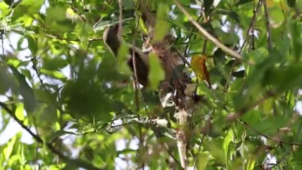 Build Nest Tree Branch Small Hummingbird Bird Fiber Leaves India — Wideo stockowe