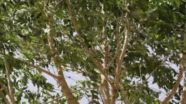 Closeup Footage Tree Leaves Branches Moved Due Strong Wind — Vídeos de Stock