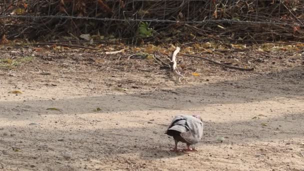 Closeup Footage Pigeon Dancing Ground — Vídeo de Stock