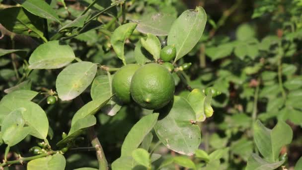 Крупним Планом Знімки Свіжих Фруктів Raw Лимонному Дереві — стокове відео