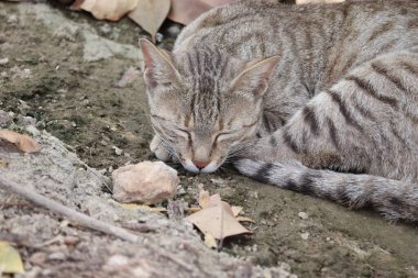 Close-up photo of A pet cat closing eyes lying on the ground and sleeping