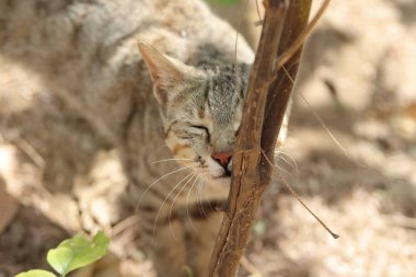 Close-up photo of A cat smell the trunk of a small tree