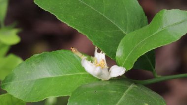 Close-up footage of White flowers on advanced species of lemon plant