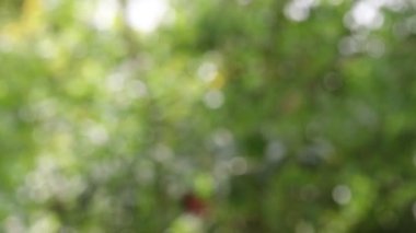 Abstract green bokeh nature background. circle bokeh with light blur background. Abstract green bokeh background.
