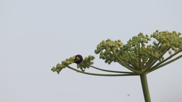 Close Footage Lady Bug Insect Walking Fennel Flower — Αρχείο Βίντεο