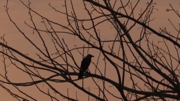 Close Scary Creepy Crow Raven Bird Tree Branch Morning Night — Video Stock