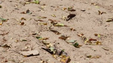 Close- up footage of Flying the fallen leaves from the tree due to the strong wind, pali India