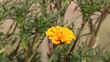 Close- up footage of Marigold yellow flower blooming in the garden and swaying in the garden due to the wind, pali India