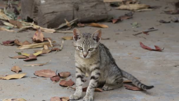 Close Footage Little Cute Kitten Looking Camera Pali India — Video Stock