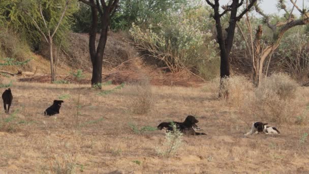 Close Footage Group Dogs Sitting Together Field Pali India — Video Stock