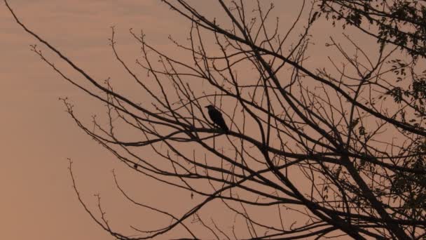 Close Scary Creepy Crow Raven Bird Tree Branch Morning Night — Vídeo de Stock